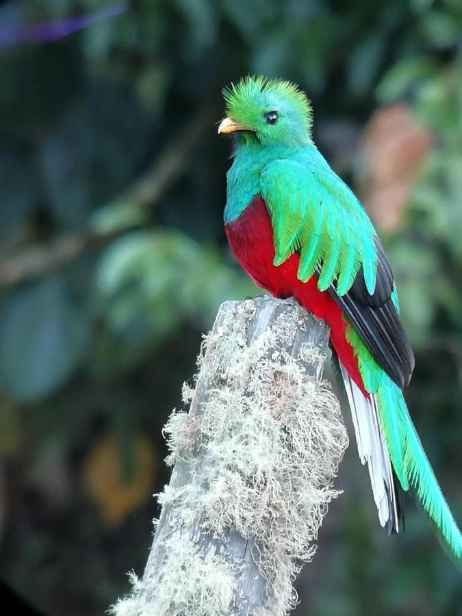 Cabinas El Quetzal サン・ヘラルド・デ・ドタ エクステリア 写真