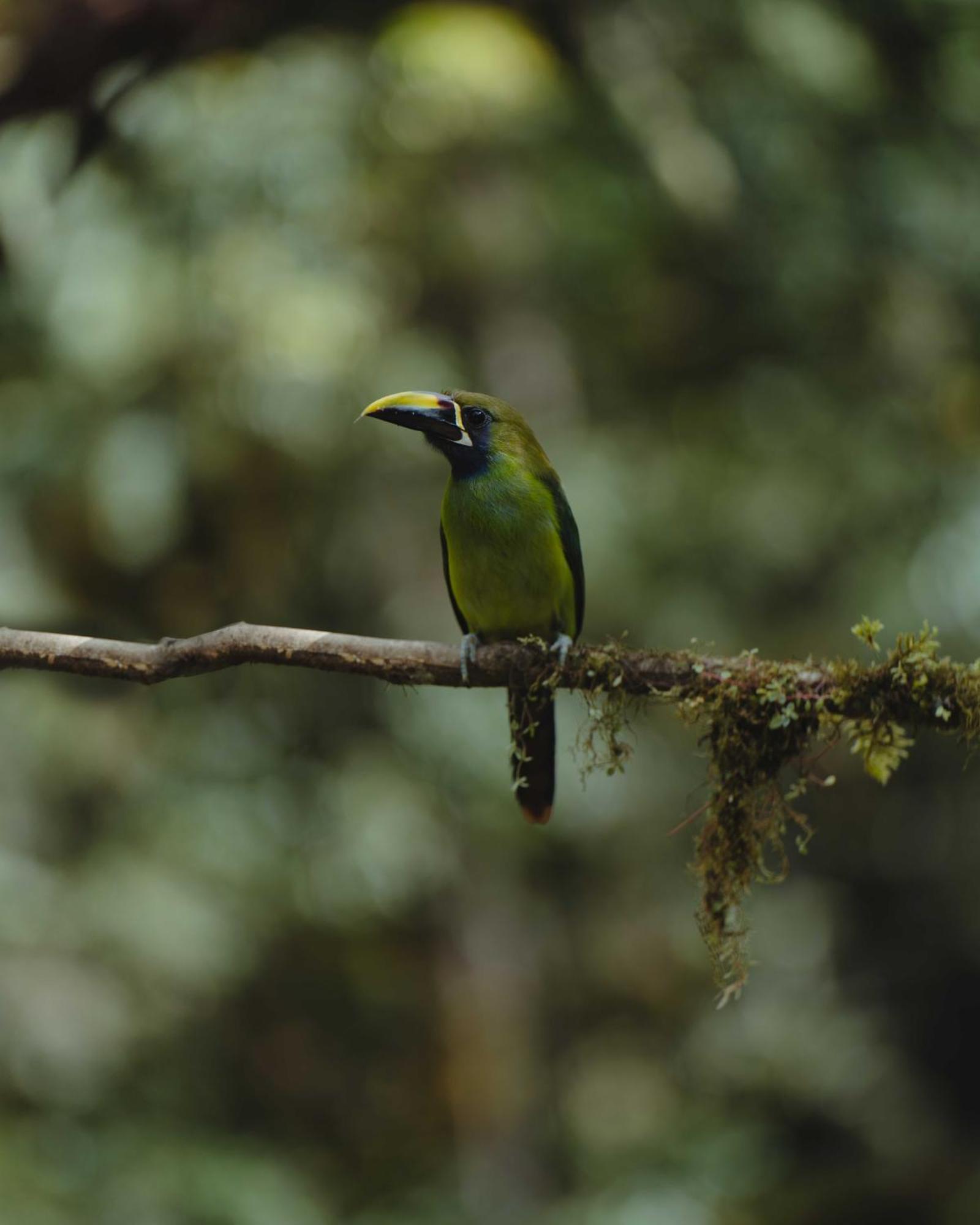 Cabinas El Quetzal サン・ヘラルド・デ・ドタ エクステリア 写真